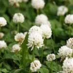 Appearance is dark green and contains a taproot. Black Medic Weed How To Get Rid Of Black Medic