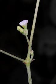 Image result for Boerhavia repens