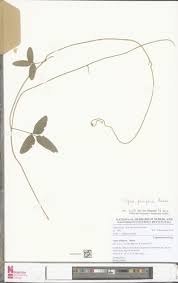 Image result for Vigna multinervis