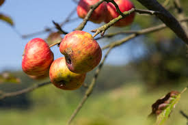 Topping fruit trees reduces the overall height of the tree, making it possible to reach the top of the tree to remove fruit. Tree Top Pop Tarts And The Beauty Of Ugly Fruit In Tackling Food Waste Greenbiz