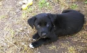 Lab mix puppies for sale in maine. Border Collie Lab Mix Complete Guide For A Borador Petmoo