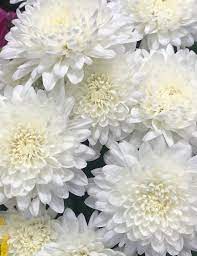 Chrysanthemum Care Plus Plant Decor Tips Natalie Linda Chrysanthemum Care Shade Perennials Perennials