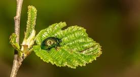 Bugs & Beyond: An Entomology Adventure