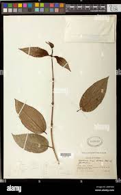 Image result for Olacaceae