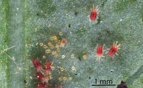 Image result for Tetranychidae grapevine