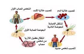 البعوضة المصابة بعدوى الملاريا تحمل نوع. Ø£Ù…Ø±Ø§Ø¶ Ø§Ù„Ø¯Ù… Ø§Ù„Ù…Ù„Ø§Ø±ÙŠØ§
