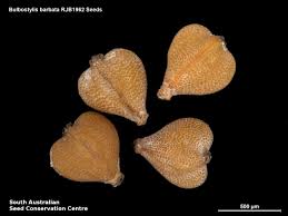 Image result for Bulbostylis barbata