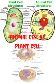 Check spelling or type a new query. Plant Cell Vs Animal Cell Diagram Pictures Animal Cell Plant And Animal Cells Cell Diagram
