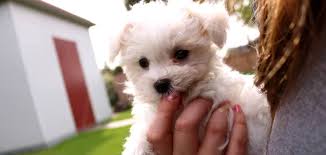 Maltese Terrier Kopekler Com