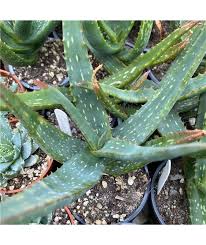 Image result for Aloe cameronii × christianii