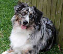 Razkiah the mad hatter x chiabatta italiano von grizzly style willex australian shepherds seascale cumbria 30th june 2021 parents health tested. Dogs Puppies For Sale Pupcity Com