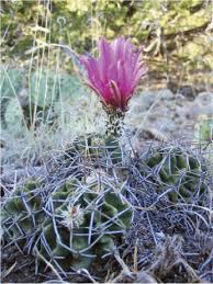 Cactus and succulent plants has a good mix of color and texture. Macro And Micro Habitat Characteristics Of Kuenzler S Hedgehog Cactus Echinocereus Fendleri Var Kuenzleri