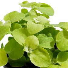 Image result for Helichrysum nitens