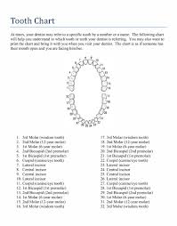 Check spelling or type a new query. 10 Best Tooth Chart Printable Full Sheet Printablee Com