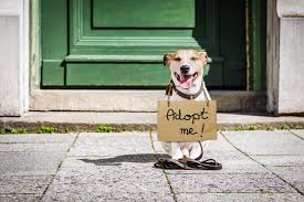 My pomeranian puppies are socialized wit. Adopt A Dog Or Cat This Weekend At Pop Up Adoption Fair In Long Island City Qns Com