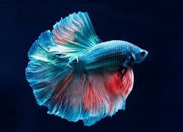Ikan hias kecil tanpa oksigen. 12 Jenis Ikan Hias Kecil Paling Cantik Yang Bisa Dipelihara Buat Pemula