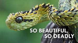 Vipers inc is a danish team. Vipers Nature S Most Dangerous Noodles Youtube