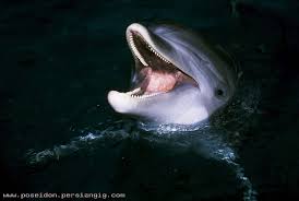 شیلات | هفته چهارم آذر ۱۳۸۵