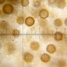 Image result for Scleroderma cepa