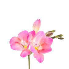 Pink Freesia 1b Jpg 1200 1200 Flower Drawing Freesia Flowers Flower Line Drawings
