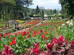Taman Bunga Cihideung Kebun Bunga Foto Wisata Taman Indah