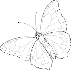 Ram charan, kiara advani, vivek oberoi singer: Zeichnungen Mariposario De Benalmadena Butterfly Parkmariposario De Benalmadena Butterfly Park