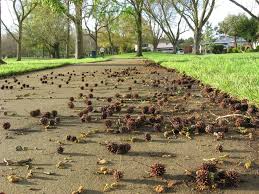 It has become a prized specimen in parks, campuses and large yards across the country. Sweetgum Liquidambar Trees What To Know Before Planting Mk Library