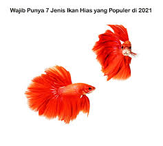 50 likes · 22 talking about this. Wajib Punya 7 Jenis Ikan Hias Yang Populer Di 2021 Saeland