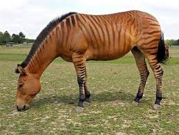 Daha Once Gormediginiz Melez Hayvanlar Son Dakika Haberleri Sayfa 7 Animaux Hybrides Animaux Animaux De La Ferme
