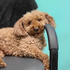 Our goal is to have every owner feel comfortable, and not guilty, about leaving their pet to stay with us. All About Pets Home Facebook