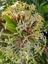 Image result for Ixora seretii