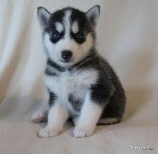 Get a boxer, husky, german shepherd, pug, and more on kijiji, canada's #1 local. Free Delivery Of Siberian Husky Puppy All Over India 0955532825 Pets For Sale In Hyderabad Andhra Pradesh Sheryna In Mobile 195222