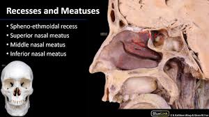 The floor of the cranial cavity, on which the brain surgical anatomy pearl. Nasal Cavity Sinuses And Ear Lateral Wall Of Nasal Cavity Youtube
