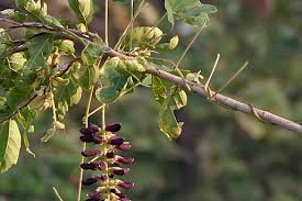Image result for Mucuna pruriens