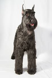 seven facts about owning a giant schnauzer american kennel