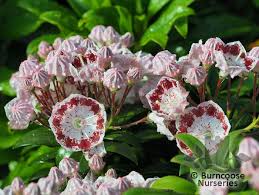 Kalmia Latifolia Minuet