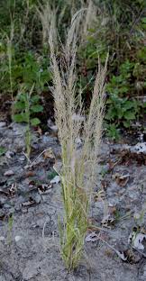 Image result for Eragrostis japonica