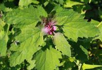 Image result for Chenopodium giganteum