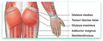 In other words, er diagrams help to explain the. Glutes 13 Exercises For Firm Buttocks And Symmetrical Legs Video Guide
