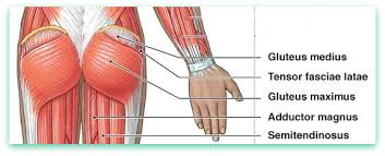 Abdominal diagram 1581 abdominal diagram 1006 abdominal diagram 1013 abdominal diagram 1014 abdominal diagram 1018 abdominal diagram 1022 abdominal diagram 1030 abdominal diagram 1069 abdominal. Glutes 13 Exercises For Firm Buttocks And Symmetrical Legs Video Guide