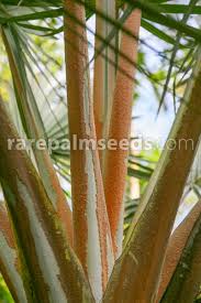 Image result for Latania loddigesii