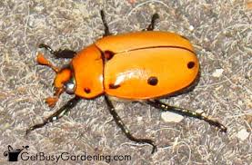 It's a bit more of a generalist, found on carrion, fungi and dung. Grapevine Beetle Information Organic Control Tips Get Busy Gardening