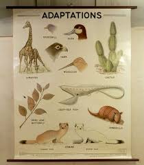 Vintage Mid Century Modern School House Science Chart