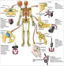 Pin By The Posture Specialist Ews On Conscious Posture 24 7 Sendi