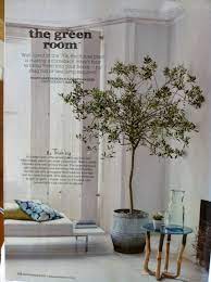 Pin On Landscaping Trees Shrubs