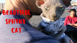 Sphynx is a beautiful young girl. Purrxotics Sphynx Elf Bambino And Dwelf Kittens For Sale