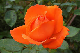 Check spelling or type a new query. Orange Roses Meaning Pictures Flower Glossary