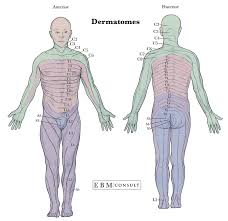 Back muscle diagram human body, back muscle diagram pain, back muscle groups diagram full view of body muscle chart shoulder muscle chart arm. Anatomy Dermatomes Full Body Anterior Posterior Image