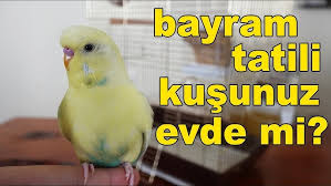 Tatile Giderken Kuslarimizi Ne Yapacagiz Youtube