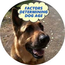 What age do chihuahuas reach their full growth? Dog Age How Many Dog Years Does Your Dog Count Cynology Hub Mygsdorg